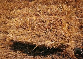 Sloma mała kostka zbiór 2025