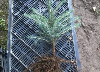 Świerk srebrny 30 CM - 40 CM