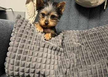 York przepiękne filigranowe szczeniaki