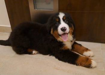 Berneński Pies Pasterski z rodowodem