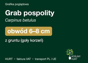 Grab pospolity (Carpinus betulus) obwód 6-8 cm, z gruntu – HURT
