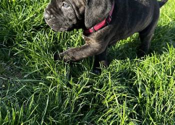 Cane Corso szczeniaki