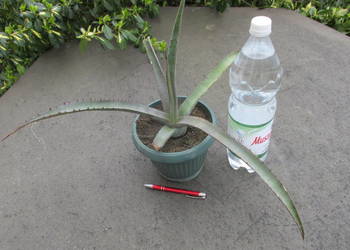 Rzadka agawa - Agave cerulata Nelsonii -mróz -9°C