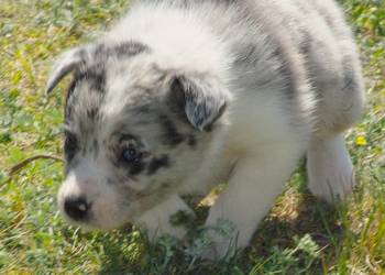 Suczka blue merle z błęitnym okiem