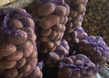 Ziemniaki Jadalne Bellarosa