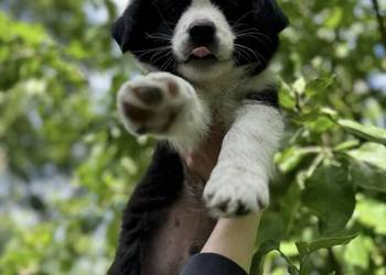 Szczeniak Border Collie ZKwP/FCI - Hodowla Black&White Story