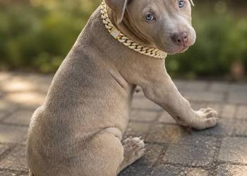 American pit bull Terrier - wyjątkowa suczka I piesek
