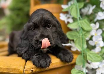 Śliczna czarna sunia Cocker Spaniel Angielski z rodowodem