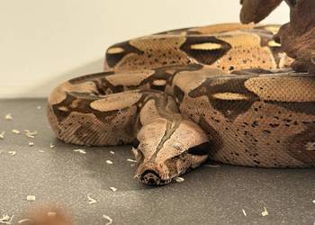 Boa Constrictor Guyana