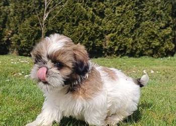 Szczeniaki shih tzu