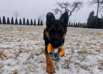 Owczarek niemiecki suka