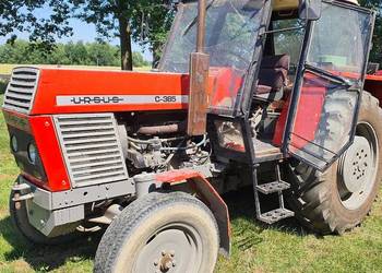 Ursus c385