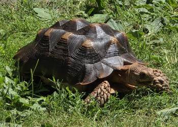 Żółw pustynny (Sulcata) 4 lata – zdrowy, z dokumentami