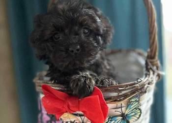 Suczka Maltipoo szuka domu