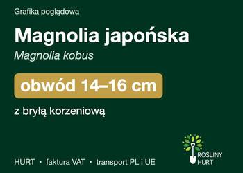 Magnolia japońska (Magnolia kobus) obwód 14-16 cm, z bryłą – HURT