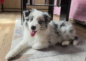 Piesek rasy border collie blue merle