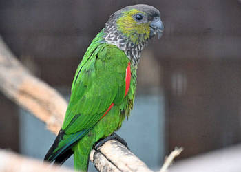 Rudosterki Czarnoglowe Rupicola