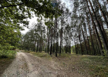 Działka rolna z samosiejkami