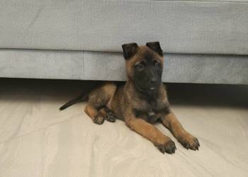 Owczarek belgijski Malinois