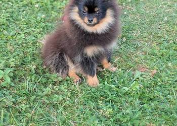 Pomeranian szpic miniatorowy
