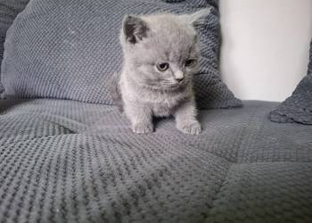 Kocurki brytyjskie kotki kocurki brytyjskie