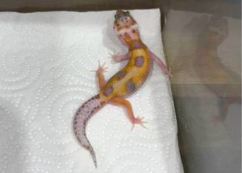 Gekon lamparci W&Y Tangerine phet Raptor Gekon lamparci W&Y Tangerine phet Raptor