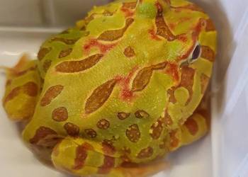 Żaba Rogata - Sklep Zoologiczny