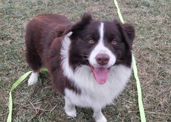 Reproduktor Border collie