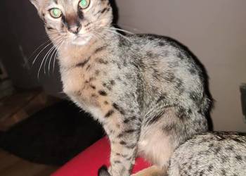 Savannah F4