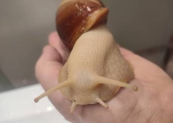 Sprzedam Ślimaki afrykańskie Lissachatina (Achatina)fulicia . Nowa hodowla