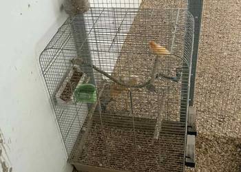 Klatka wraz z kanarkiem