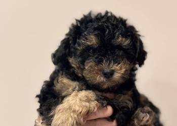 Prawdziwy mały pudel toy kolor phantom ! Jedyny po małych rodzicach piesek