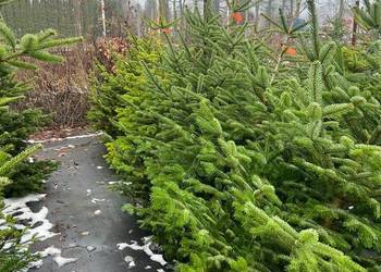 Jodła Kaukaska cięta Choinka na Święta - Możliwość Dostawy