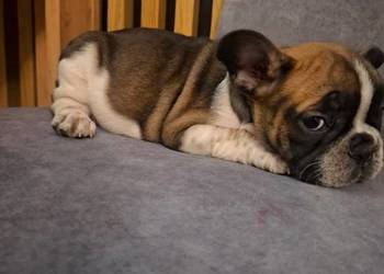 Buldog francuski