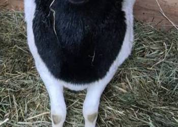 DORPER. Baranki. Owce, tryk, jarki.