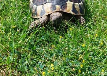 Sprzedam żółwia greckiego