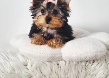 Piękna Malutka Sunia yorkshire terrier