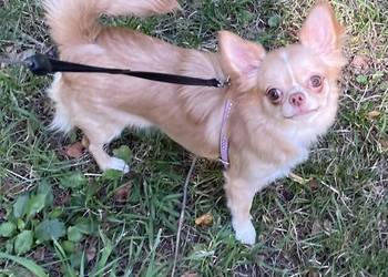 Śliczna sunia - Chihuahua długowłosa