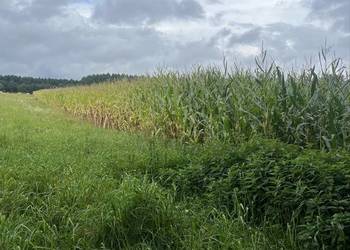 Sprzedam kukurydze na pniu Sprzedam kukurydze na pniu