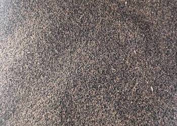 Facelia błękitna Facelia błękitna