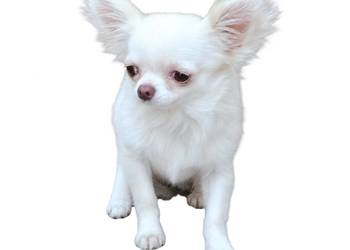 Śliczna malunia sunia chihuahua