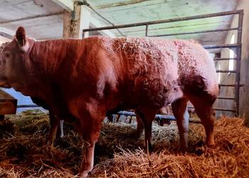 SPRZEDAM  byczka, buhajka na rozpłodnika rasy Limousine , BEZROŻNY