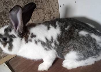 Sprzedam Samca srokacz