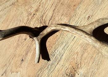 Szlachetna Tyka Jelenia – Idealna do Rustykalnych Wnętrz!