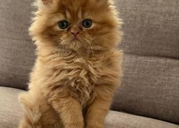 Rudo-biszkoptowa kotka perska