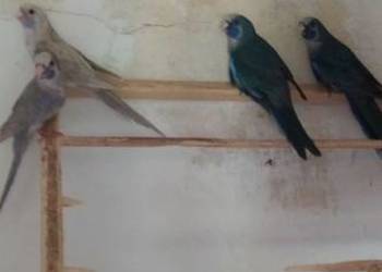 Papugi rozella królewska i świergoty orange szek