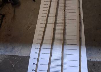 Klon morwa katalpa - catalpa modrzew podkładki do szczepienia