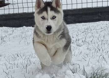 Szczeniaczki Siberian husky gotowe do odbioru.Elitarny rodowód