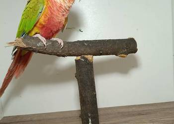 Sprzedam Rudosterki Sprzedam Rudosterki