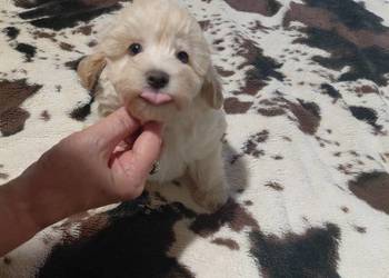 Maltipoo - suczka kremowa